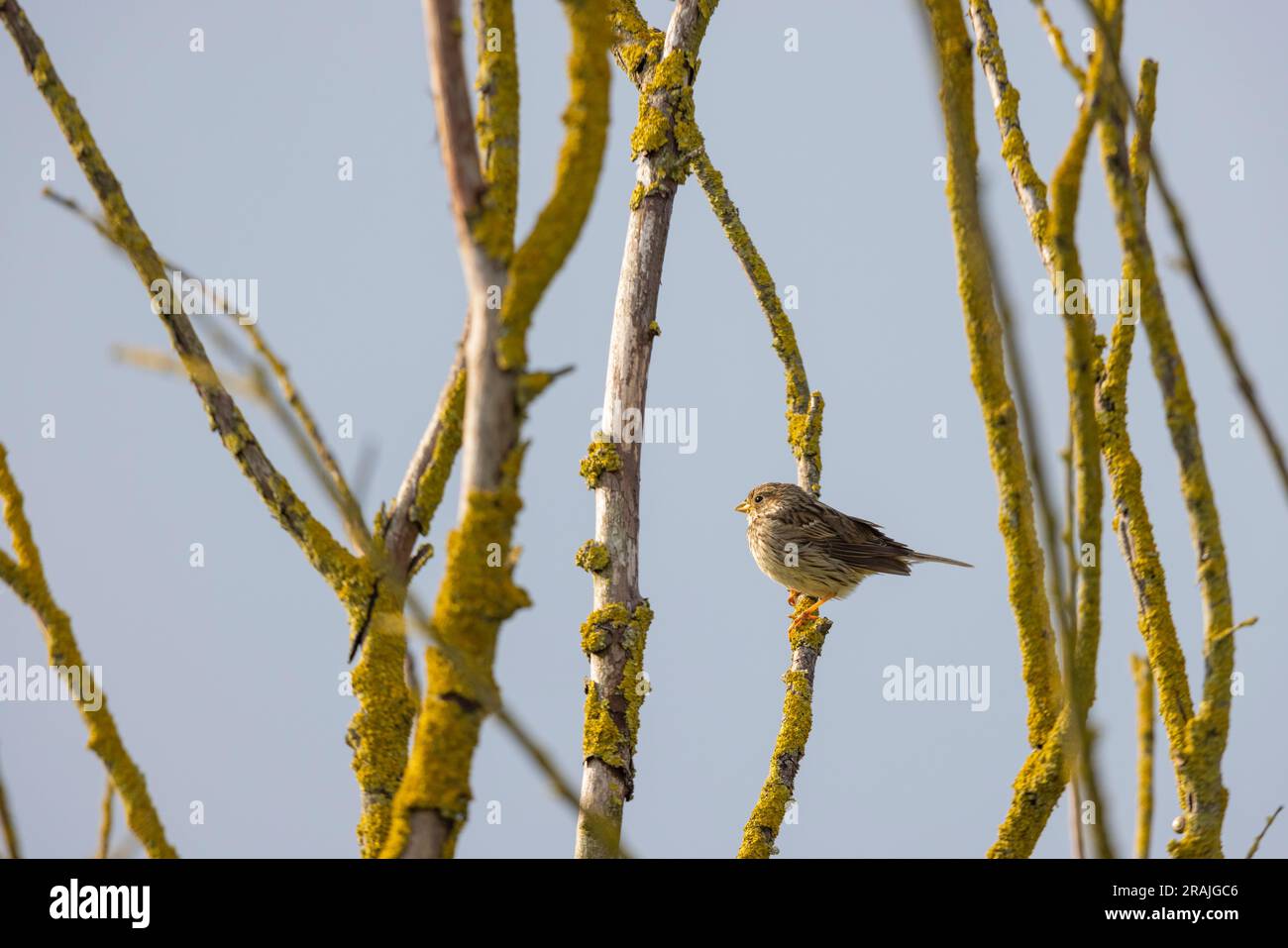 Banderole de maïs Emberiza calandra, adulte perchée dans un arbre mort, plaine de Salisbury, Wiltshire, Royaume-Uni, avril Banque D'Images