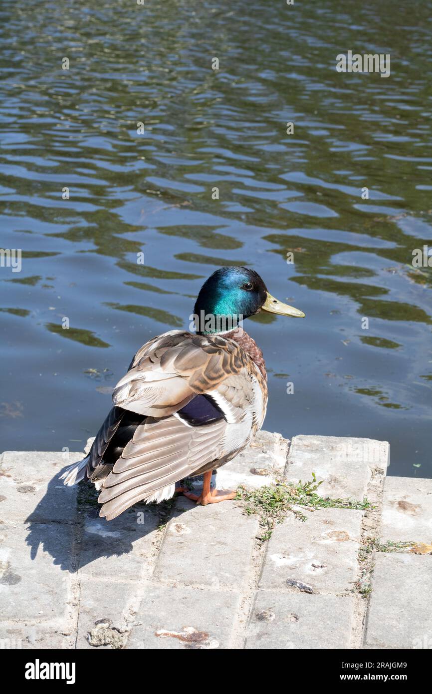 photo d'un canard mâle assis au bord de l'eau sur le trottoir Banque D'Images