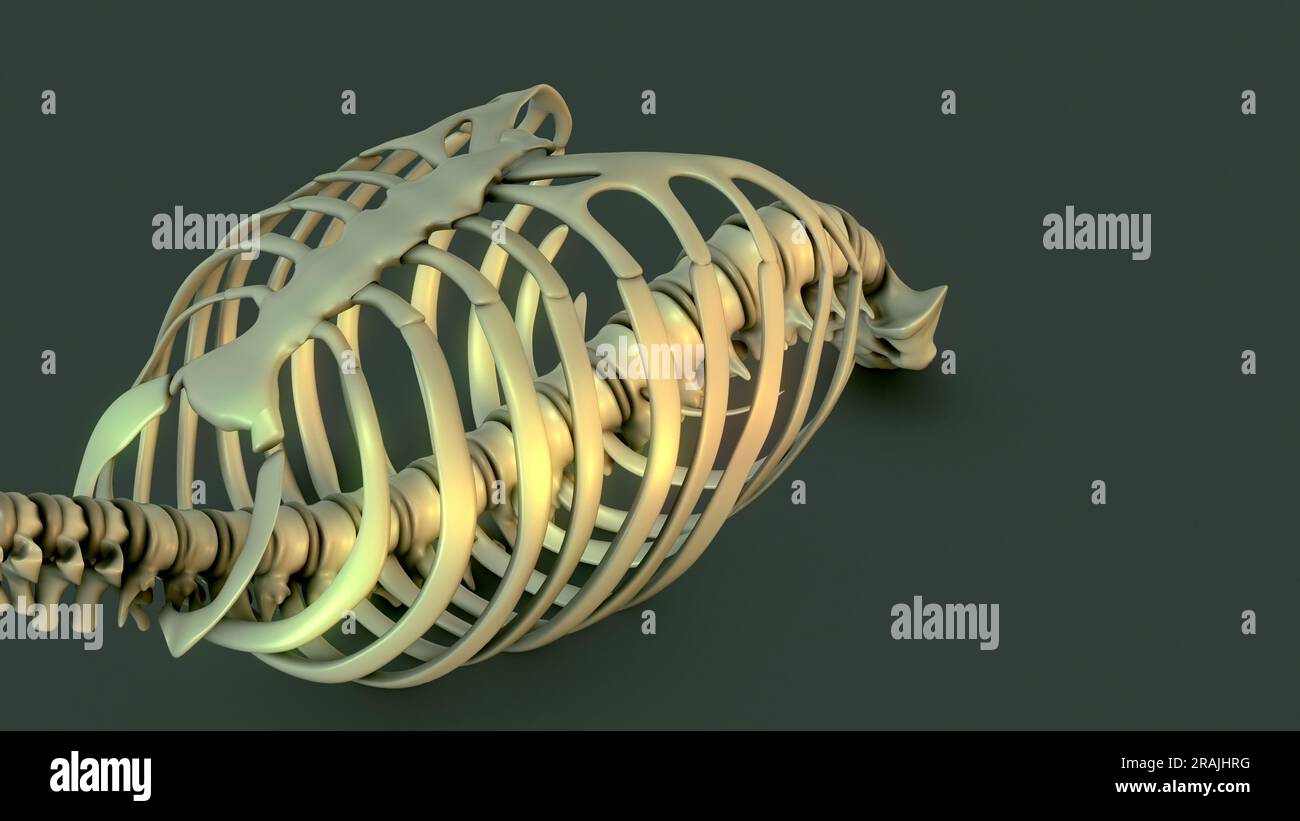 Anatomie de la cage du système squelettique humain Banque D'Images