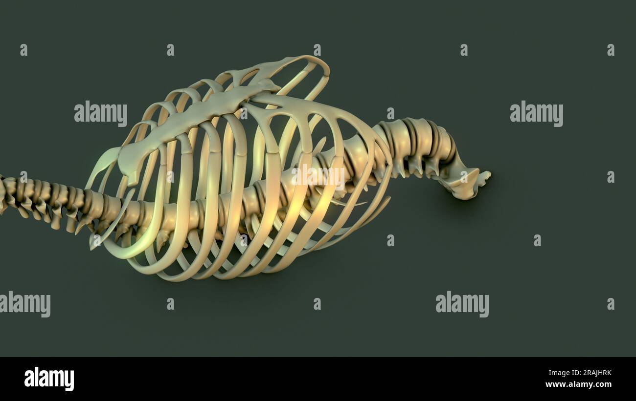 Anatomie de la cage du système squelettique humain Banque D'Images