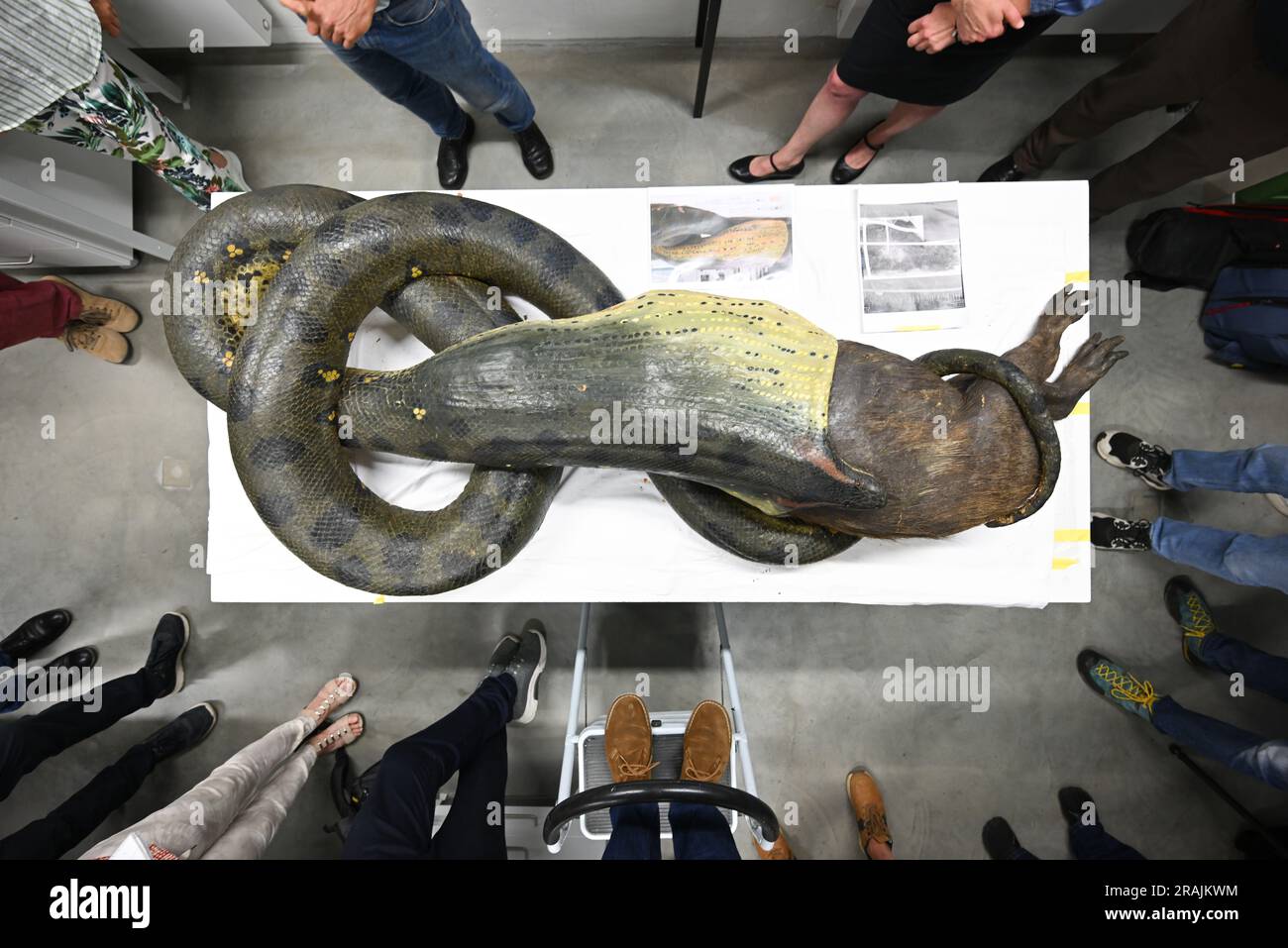 04 juillet 2023, Hesse, Francfort-sur-le-main : entouré de journalistes et d'experts, l'exposition d'une anaconda dévorant un capybara se trouve sur une table lors d'un événement de presse dans l'atelier du Musée Senckenberg. Le serpent géant a étonné les visiteurs jeunes et vieux au Musée Senckenberg de Francfort depuis des générations. Toutefois, depuis le début de l'année, l'exposition a été en coulisses pour la restauration. Photo: Arne Dedert/dpa Banque D'Images