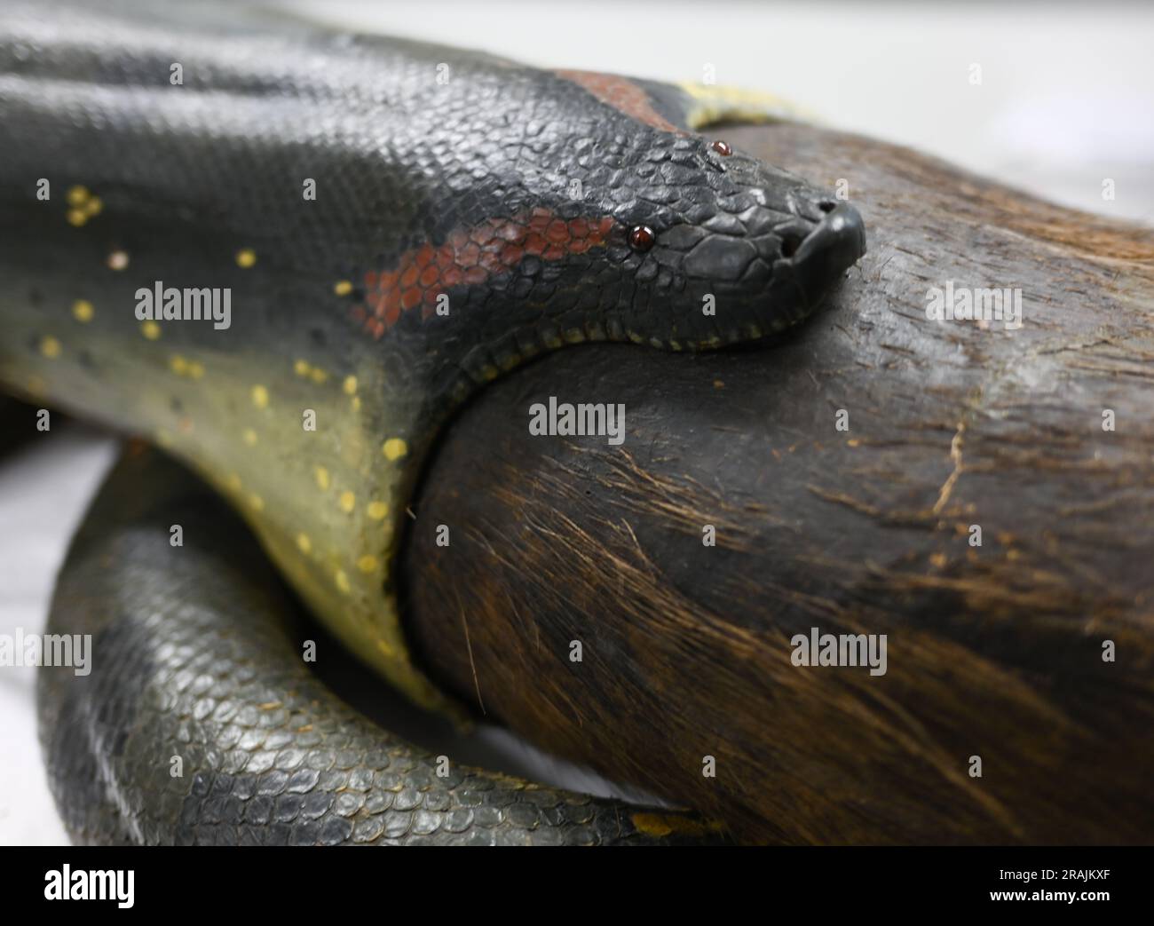 04 juillet 2023, Hesse, Francfort-sur-le-main : l'exposition d'une anaconda dévorant un capybara se trouve sur une table lors d'un rendez-vous à la presse dans l'atelier du Musée Senckenberg. Le serpent géant a étonné les visiteurs jeunes et vieux au Musée Senckenberg de Francfort depuis des générations. Toutefois, depuis le début de l'année, l'exposition a été en coulisses pour la restauration. Photo: Arne Dedert/dpa Banque D'Images