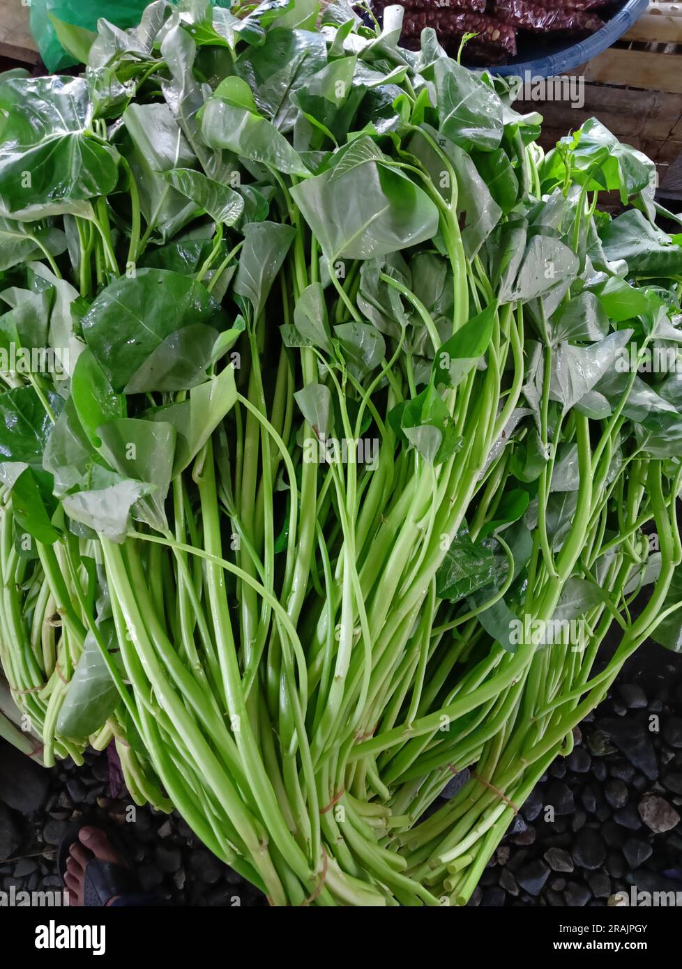 Épinards d'eau fraîchement récoltés (Ipomoea aquatica) disposés en paquet, prêts pour la cuisson. Un légume vert feuillus populaire dans la cuisine asiatique. Banque D'Images