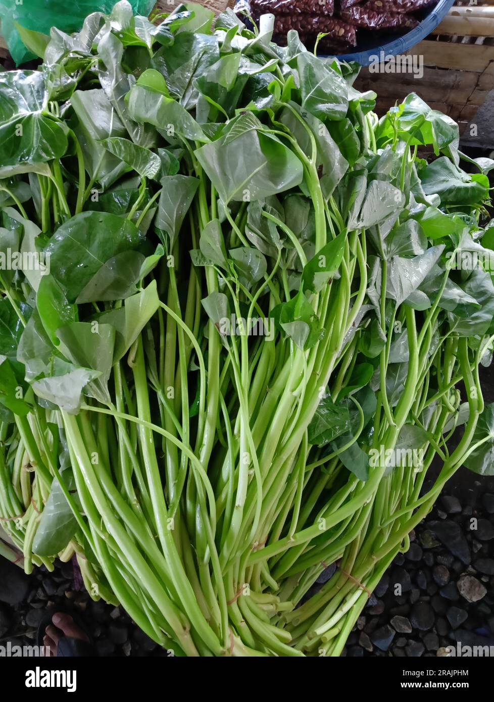 Épinards d'eau fraîchement récoltés (Ipomoea aquatica) disposés en paquet, prêts pour la cuisson. Un légume vert feuillus populaire dans la cuisine asiatique. Banque D'Images
