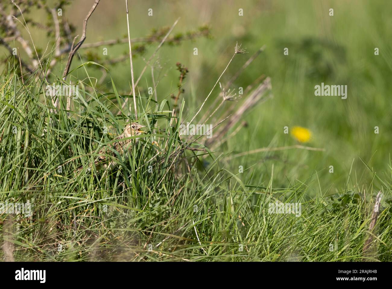 skylark eurasien Alauda arvensis, chant adulte de la végétation dense des prairies, plaine de Salisbury, Wiltshire, Royaume-Uni, avril Banque D'Images