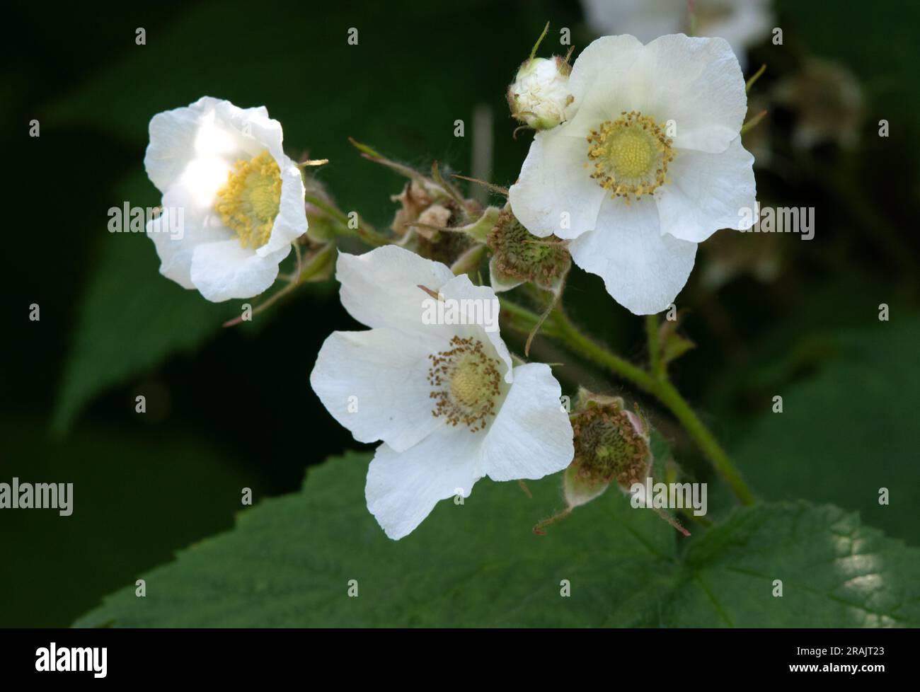 Rubus odoratus, framboise fleurie Banque D'Images