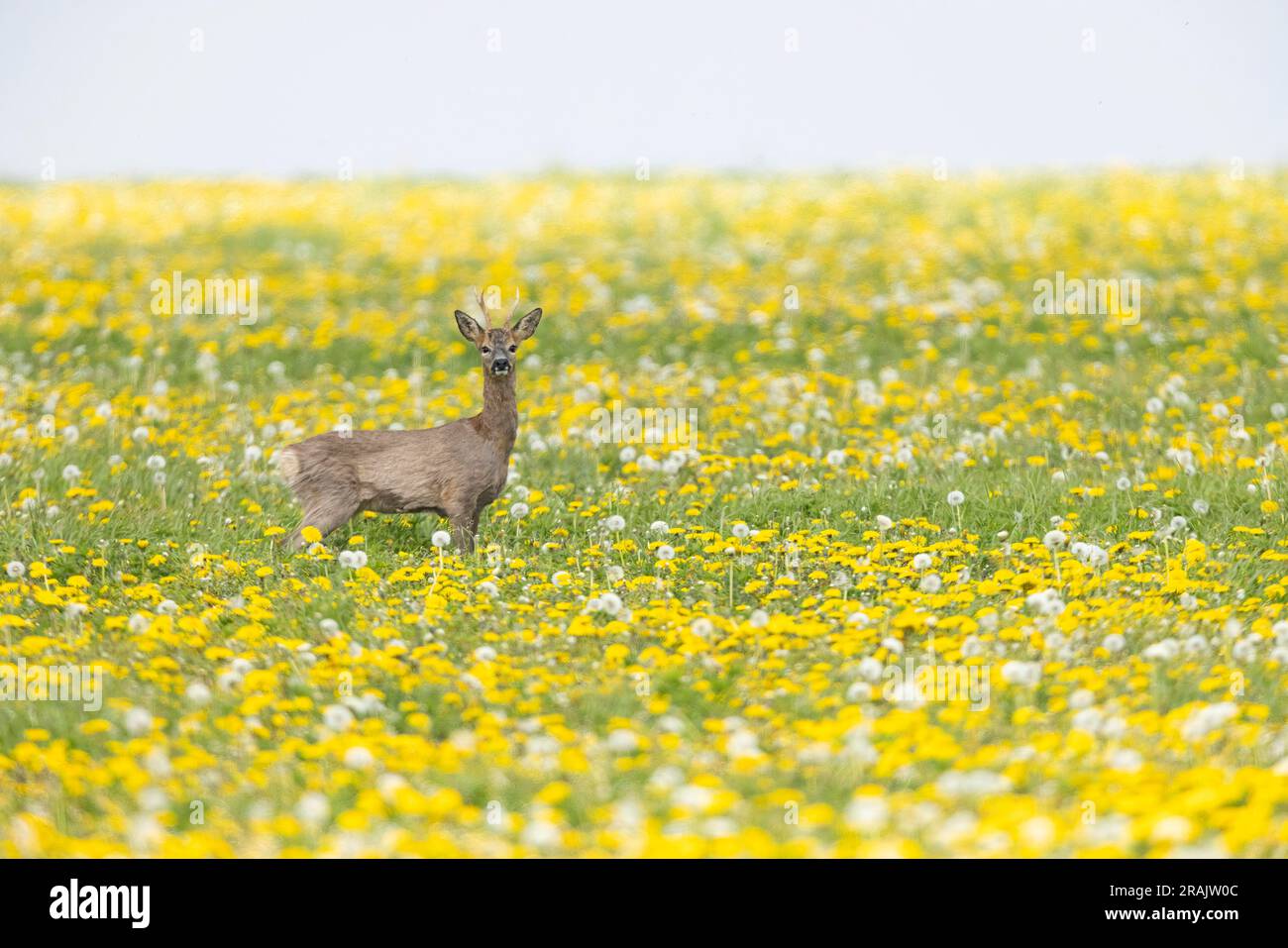 Cerf de Virginie européen Capreolgus capreolgus, stag stag stagging Alert in flower Meadow, Salisbury Plain, Wiltshire, Royaume-Uni, avril Banque D'Images