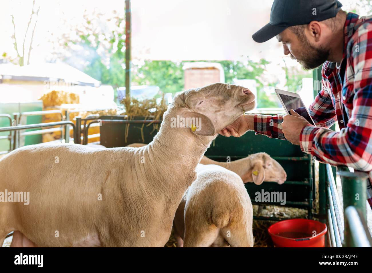 Un fermier patrouilla le bélier dans un enclos à la ferme d'élevage, les moutons appréciant d'être paillés. Banque D'Images