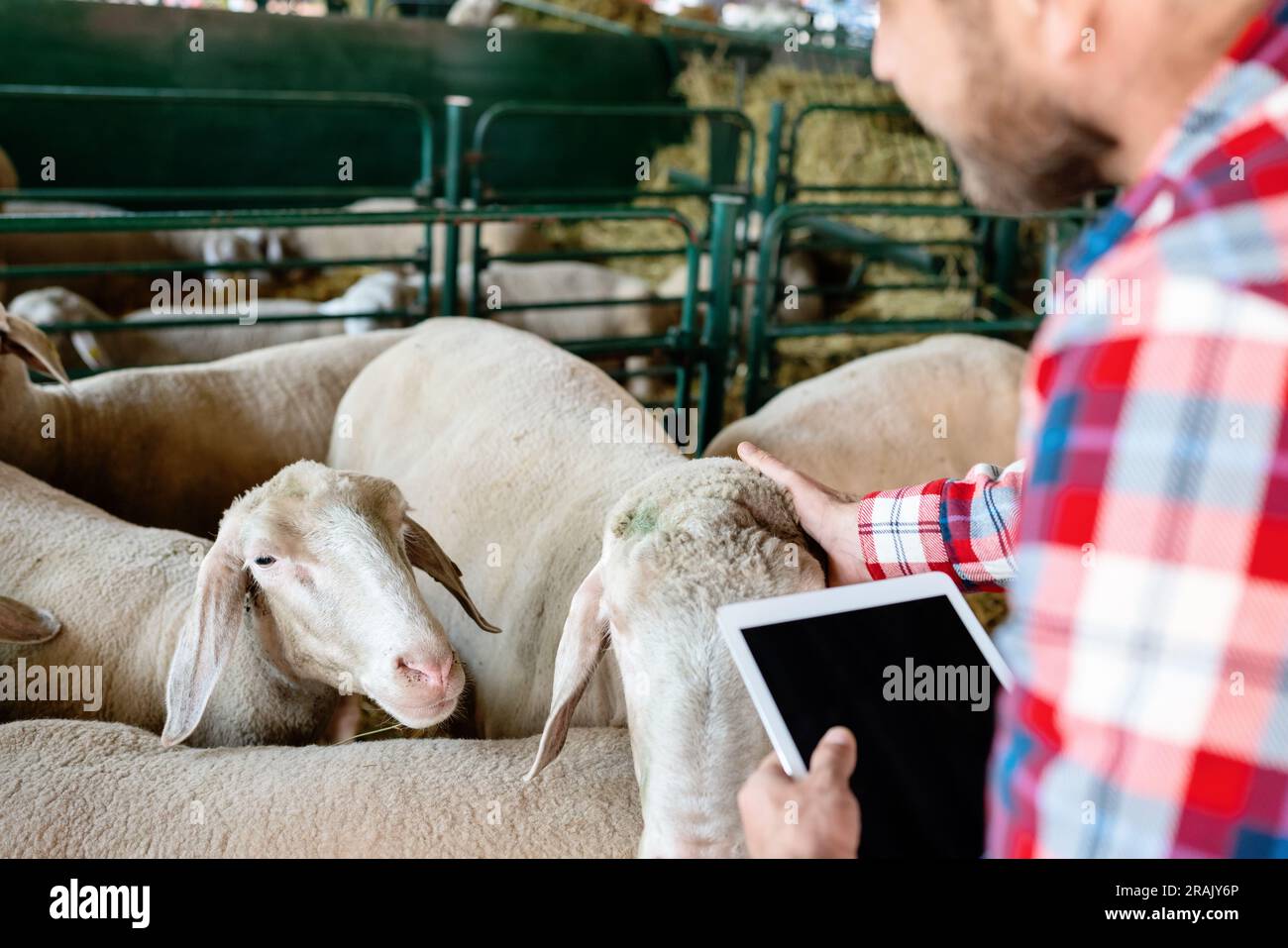 Agriculteur équipé d'une tablette numérique inspectant visuellement les moutons dans les enclos de la ferme. Banque D'Images
