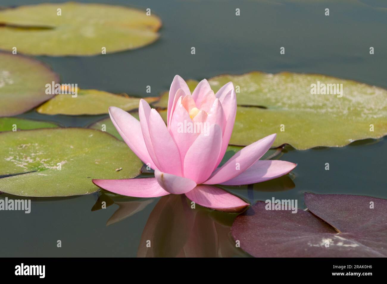 Fleur de lys d'eau sur un étang Banque D'Images