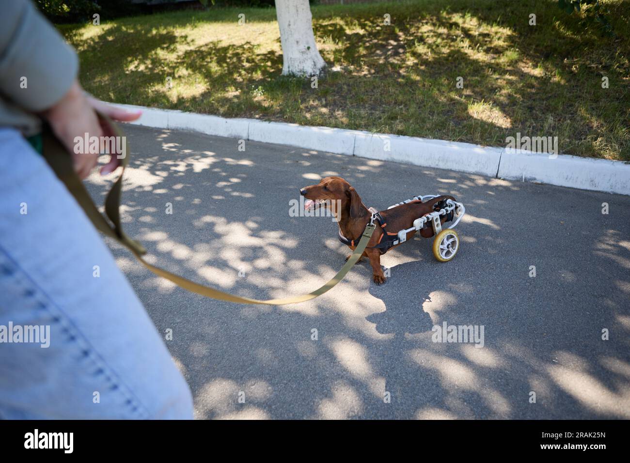 Chien teckel paralysé dans un fauteuil roulant marchant en laisse avec le propriétaire. Animal handicapé actif sur une promenade à l'extérieur Banque D'Images