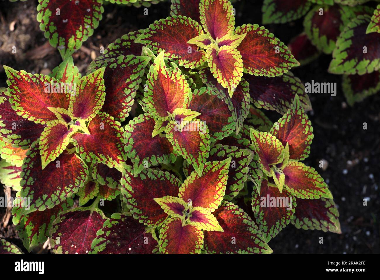 Les feuilles de couleur cramoisi et citron vert du Coleus Solenostemon Red Dwarf. Banque D'Images