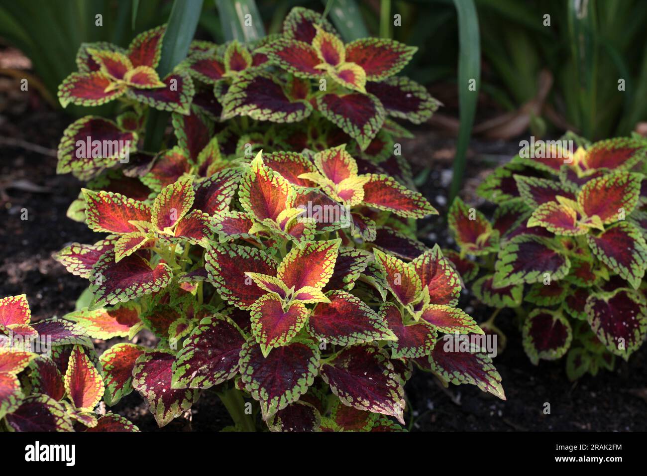 Les feuilles de couleur cramoisi et citron vert du Coleus Solenostemon Red Dwarf. Banque D'Images