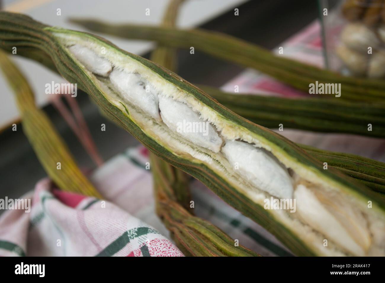 Fruit de Guama. Son fruit se présente dans une gousse généralement épaisse, à l’intérieur se trouvent ses graines recouvertes d’une chair douce comme un nuage, comestible et au goût sucré. Banque D'Images