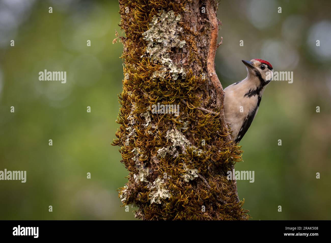 Grand pic à pois Jevenile perché sur un arbre Banque D'Images