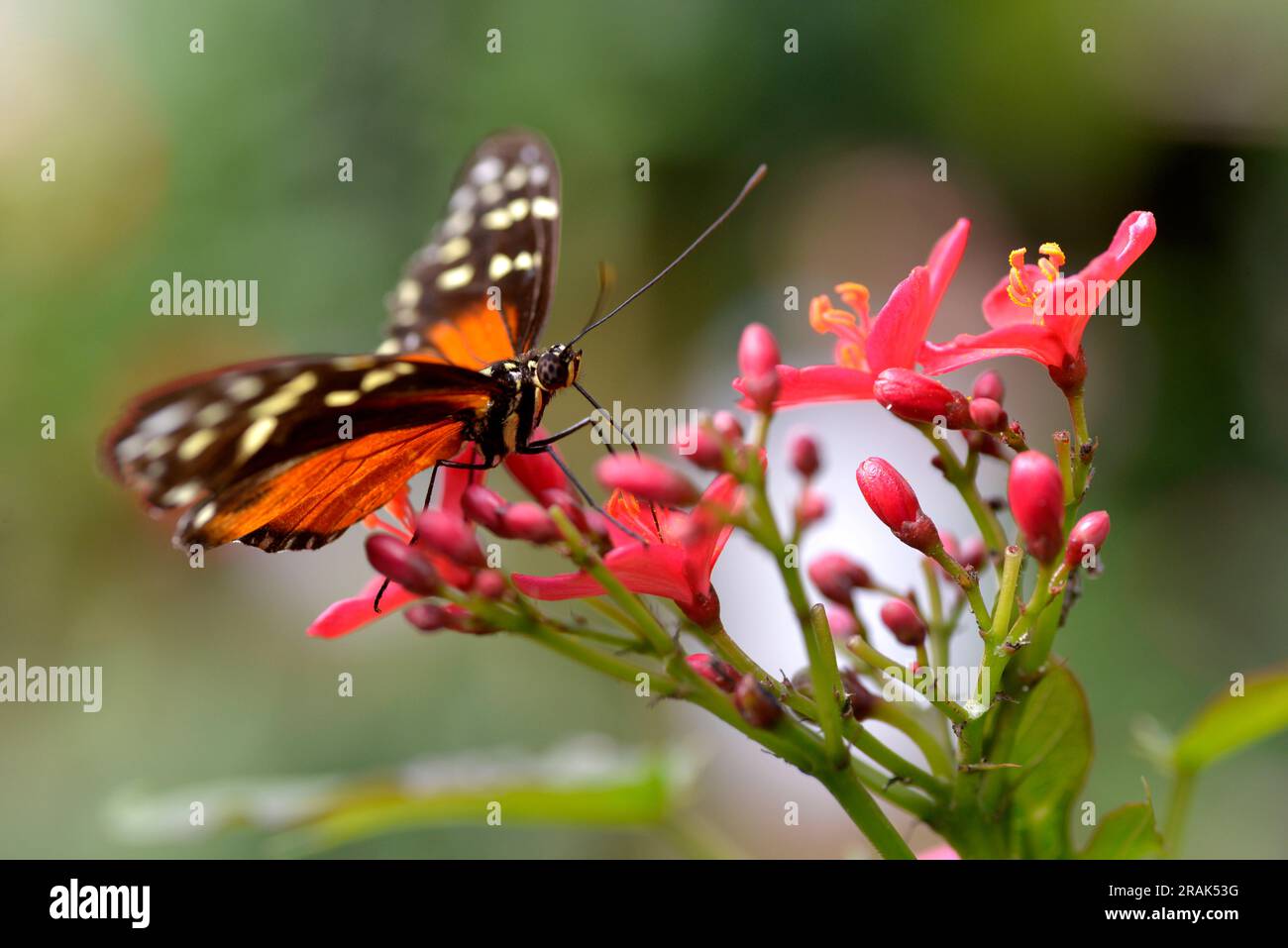 Tiger Longwing (papillon Heliconius hecale) se nourrissant de fleur rouge et vu de profil Banque D'Images