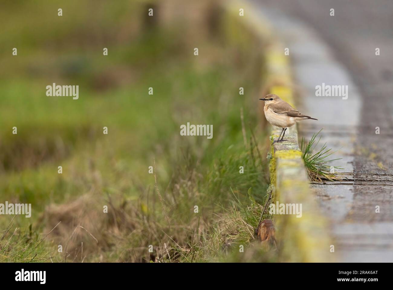 Isabelline Wheatear Oenanthe isabellina, premier hiver perché sur la promenade, Seaton Wetlands, Devon, Royaume-Uni, janvier Banque D'Images