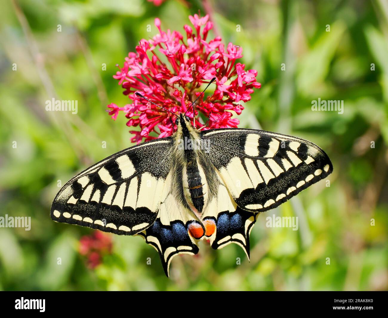 Papillon à queue d'aronde de l'ancien monde (Papilio machaon) vu d'en haut et rassemblant le nectar sur les fleurs de valériane. C'est l'espèce type du genre Papili Banque D'Images