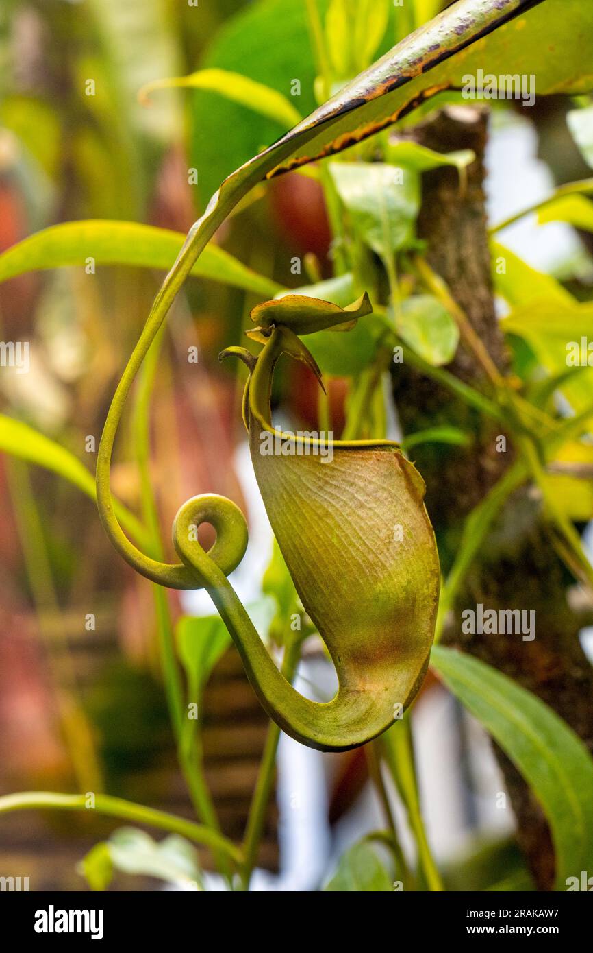 Une plante de pichet, Nepenthes bicalcarata Banque D'Images