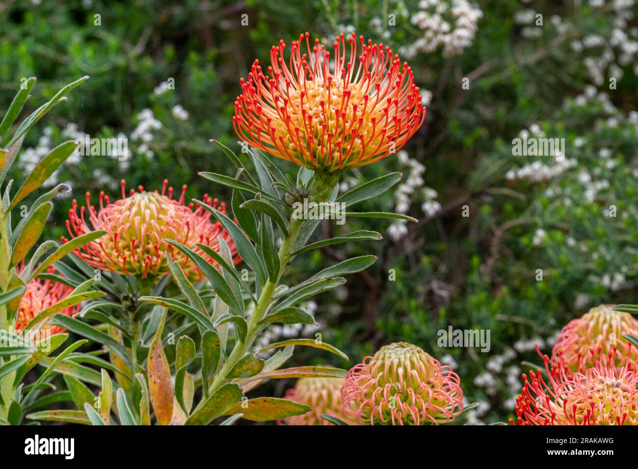 Fleur d'oranger de Pincushions ou Leucospermum condifolium. Banque D'Images