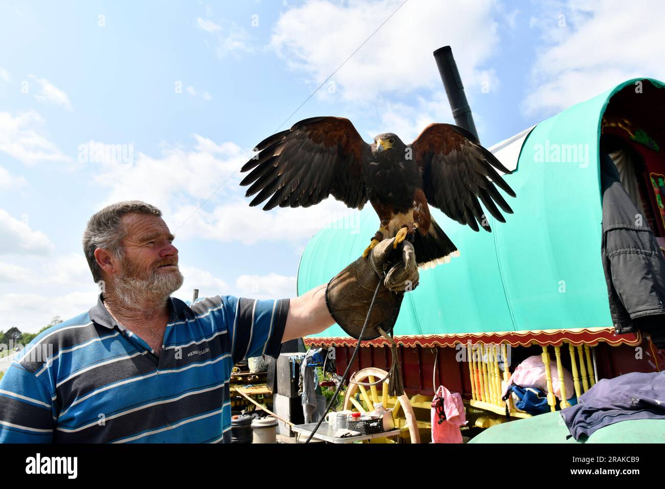 Voyageur ROM avec un de ses Harris Hawks utilisé pour chasser pour de la nourriture. Banque D'Images