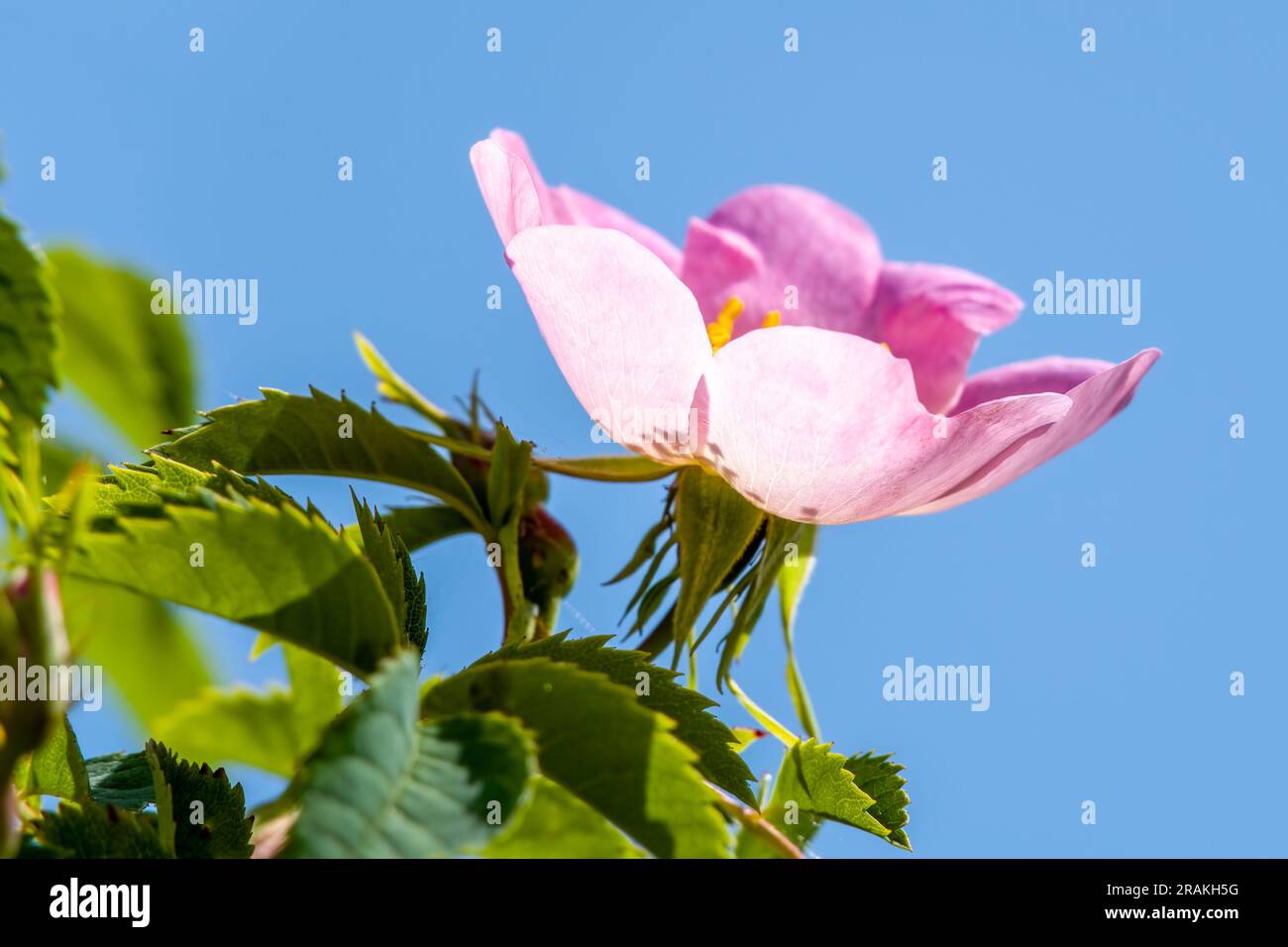 gros plan de fleur rose du chien rose rosa canina avec ciel bleu en arrière-plan Banque D'Images