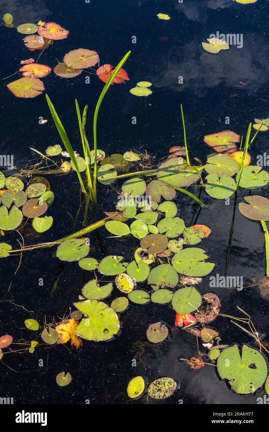 Lily pads à Beaver Pond à la réserve de Birch Hill à Royalston, ma Banque D'Images