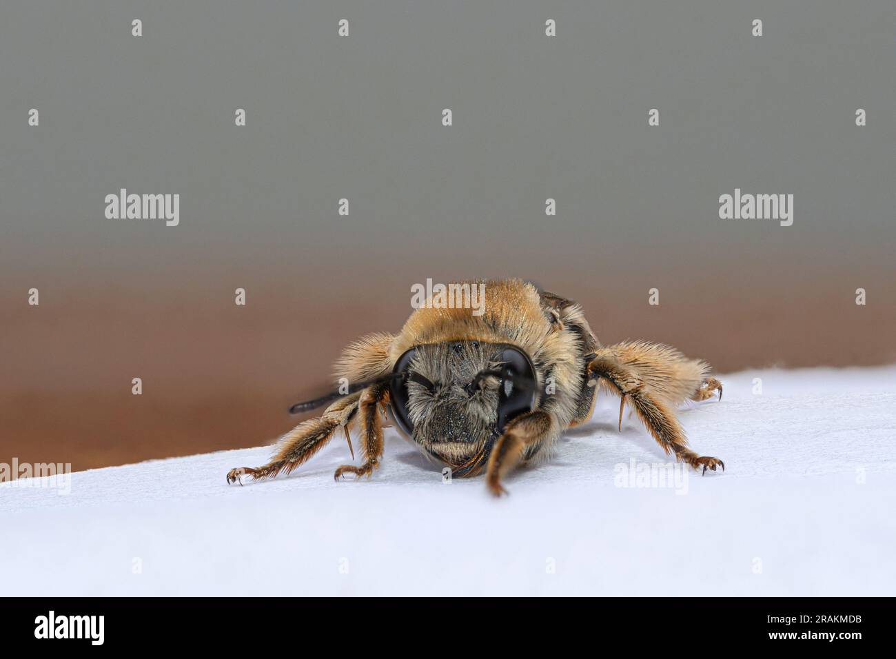Vue de face abeille suçant le miel d'une surface Banque D'Images