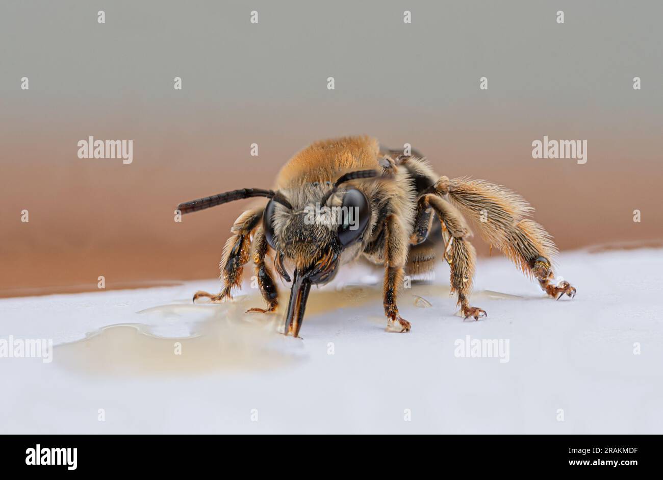 Vue de face abeille suçant le miel d'une surface Banque D'Images