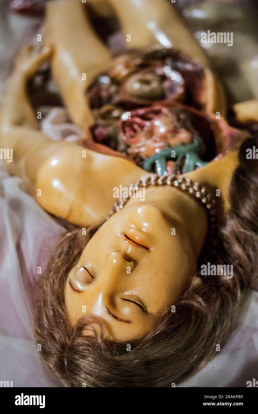 Maquettes anatomiques en cire au Museo di Palazzo Poggi à Bologne, Italie Banque D'Images