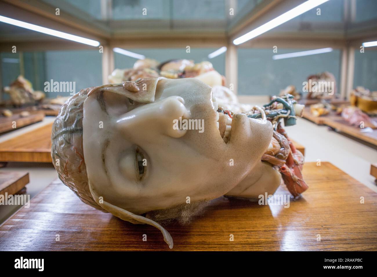 Modèles anatomiques en cire à l'Istituto di Anatomia Umana normale à Bologne, Italie Banque D'Images
