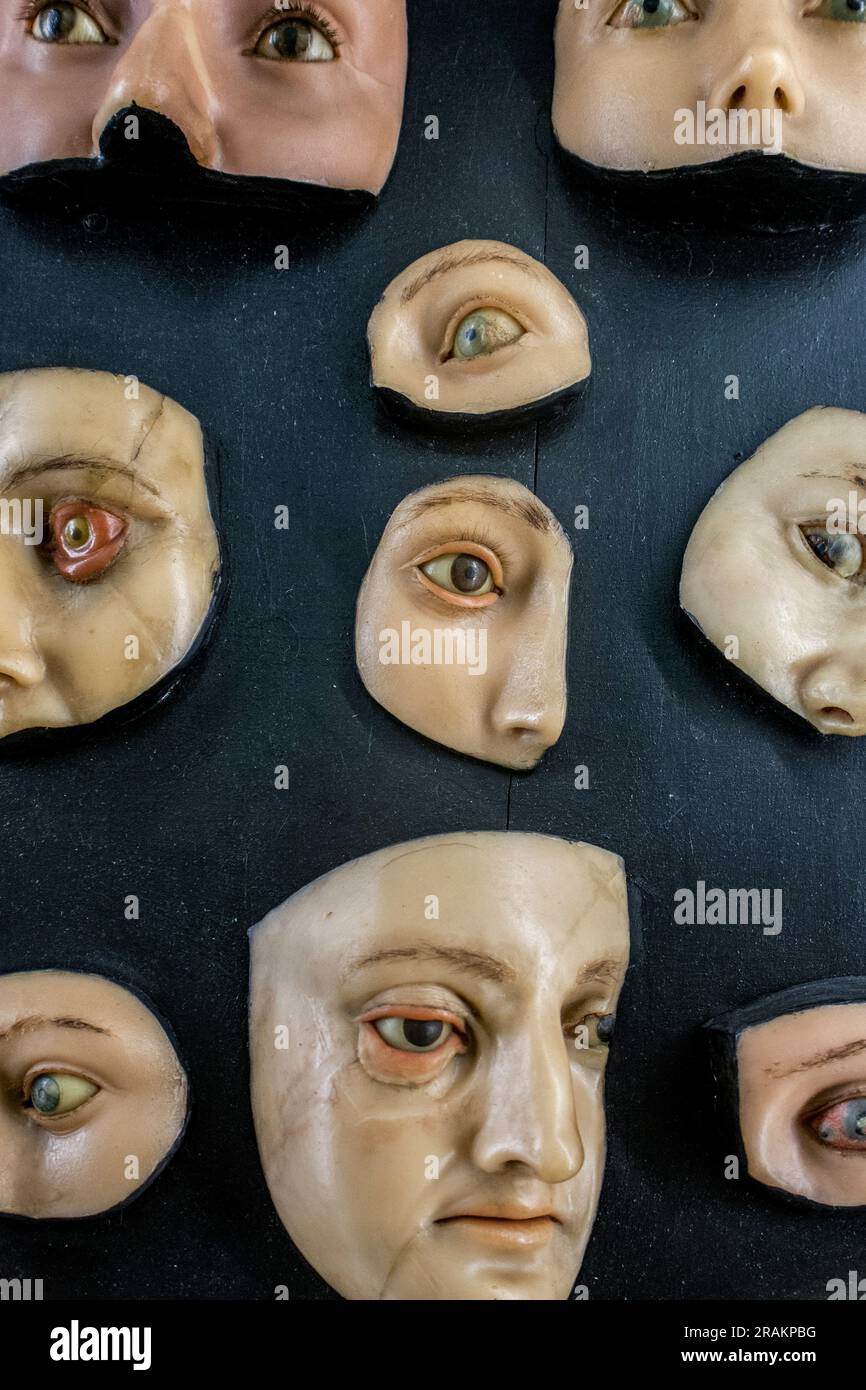 Modèles anatomiques en cire à l'Istituto di Anatomia Umana normale à Bologne, Italie Banque D'Images