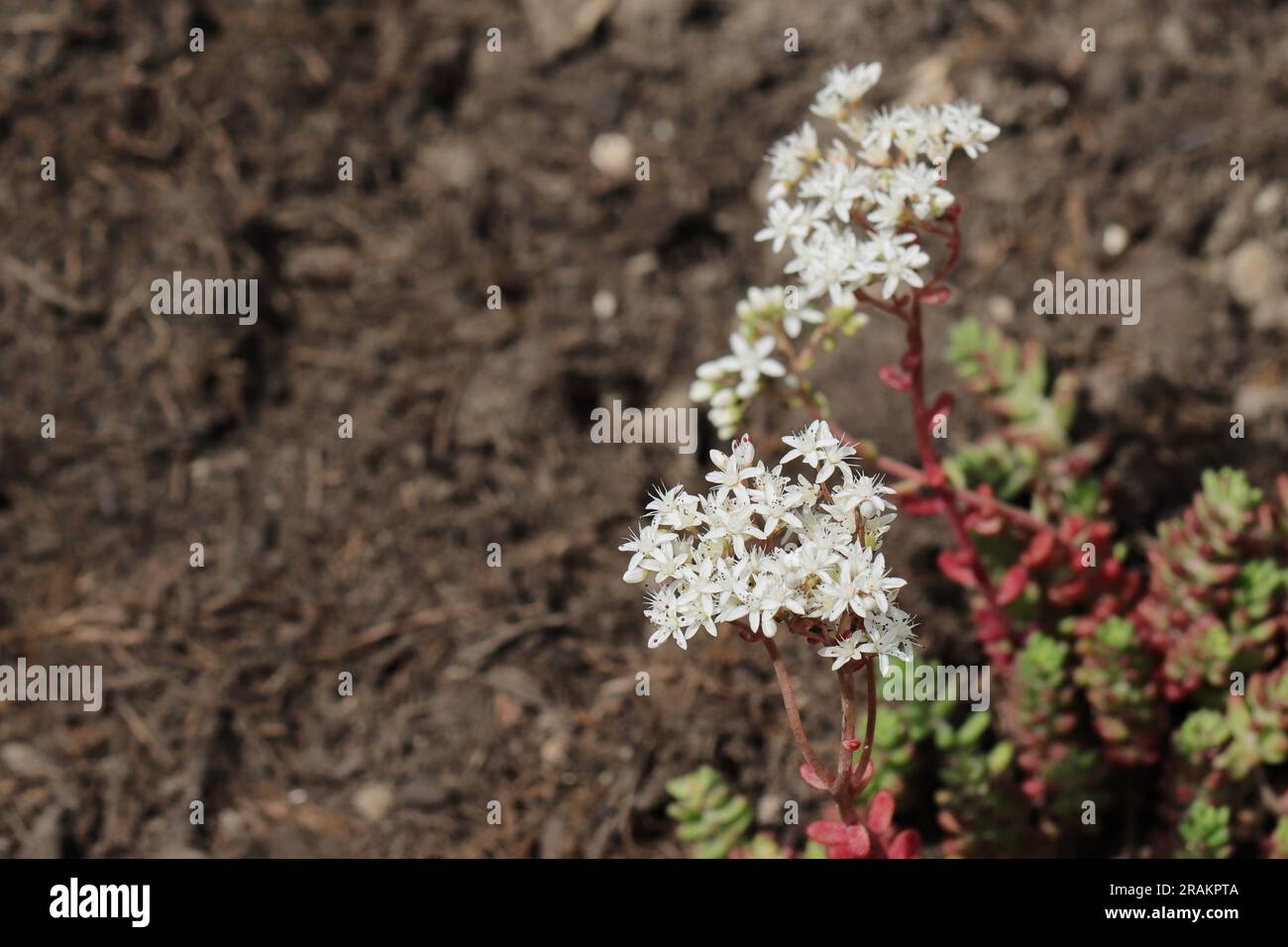 Gros plan des belles fleurs blanches d'une plante d'album de sedum sur un fond flou terreux, vue d'en haut, espace de copie Banque D'Images