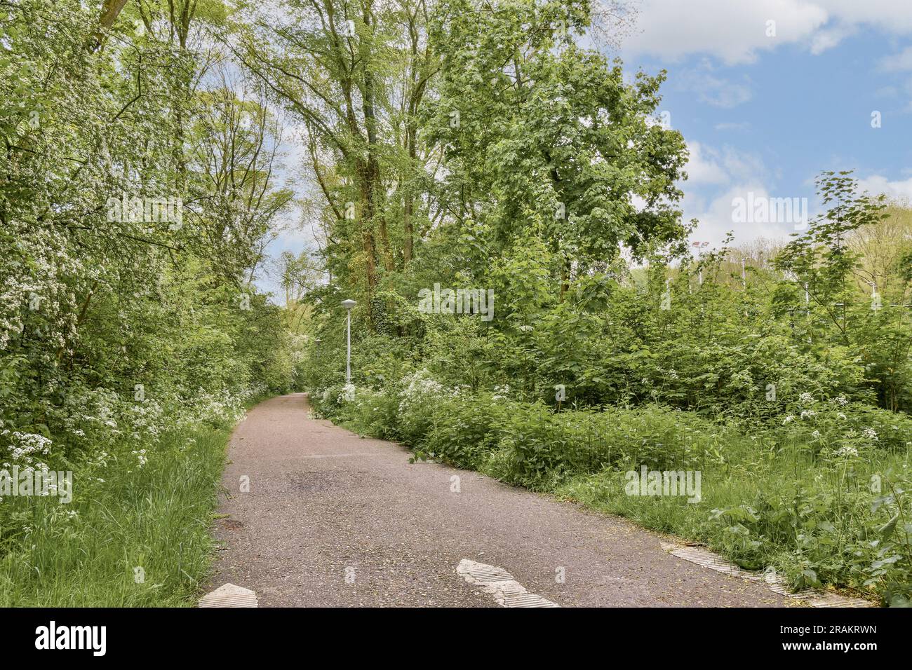 un chemin de terre au milieu de quelques buissons et arbres avec des fleurs blanches de chaque côté de celui-ci, il y a un ciel bleu Banque D'Images