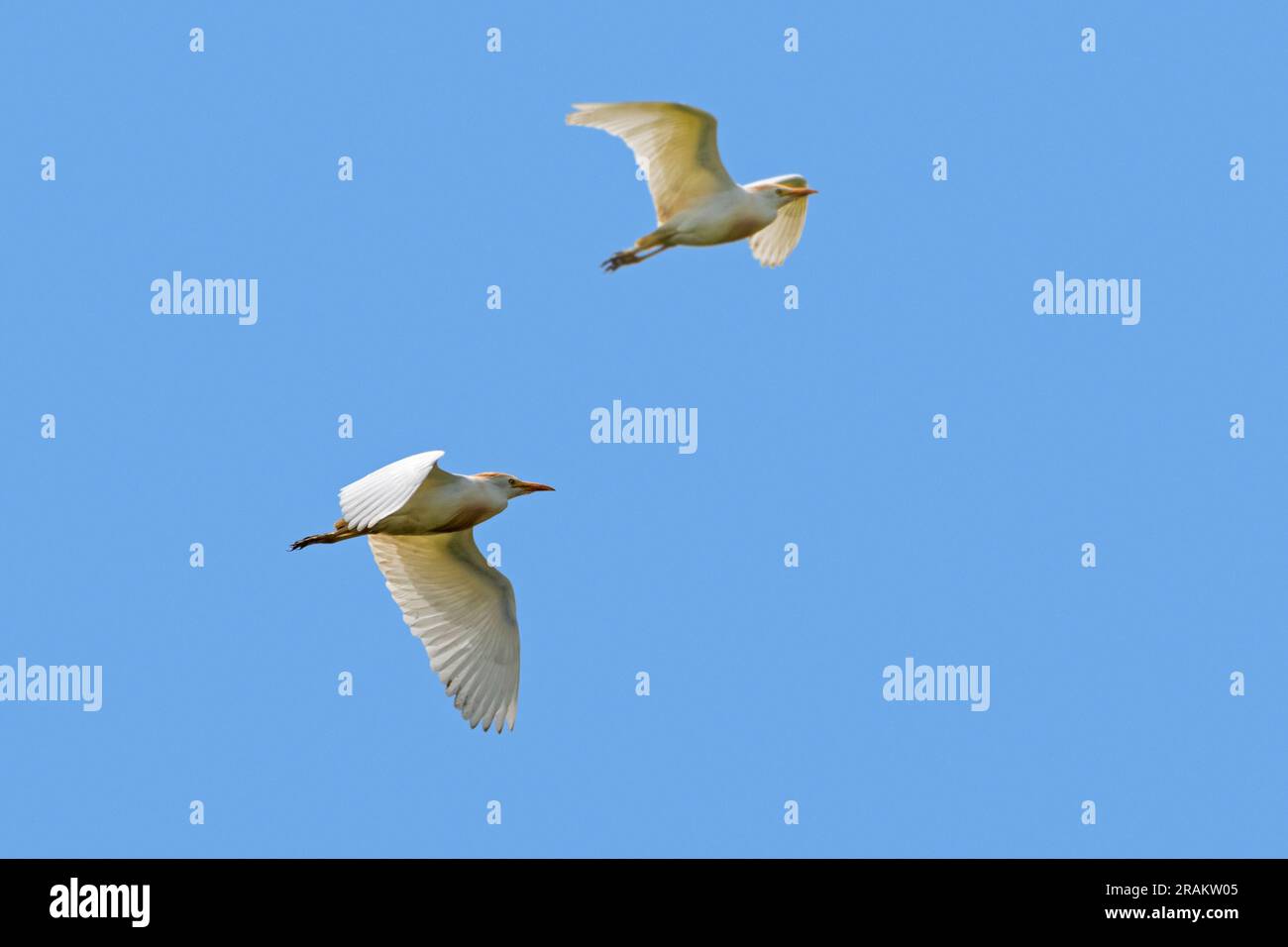 Deux aigrettes de bétail (Bubulcus ibis) en vol contre le ciel bleu Banque D'Images