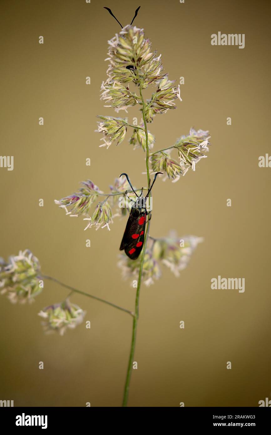 Mite volante de jour de burnet à six spots Banque D'Images
