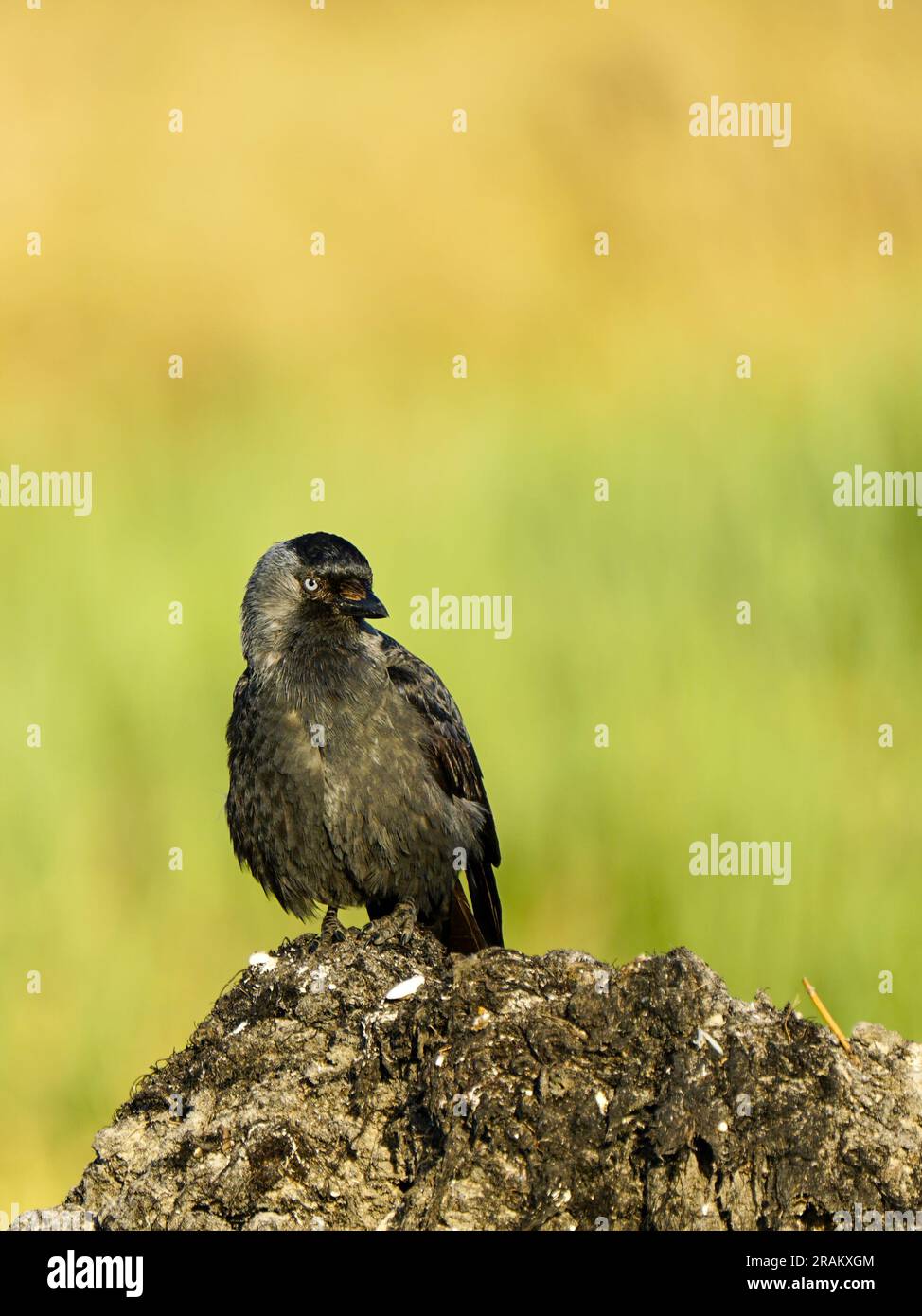 La taqure occidentale, Corvus monedula, également connue sous le nom de taqure eurasienne, la taqure européenne, ou tout simplement la taqure assise sur la mer Baltique Banque D'Images