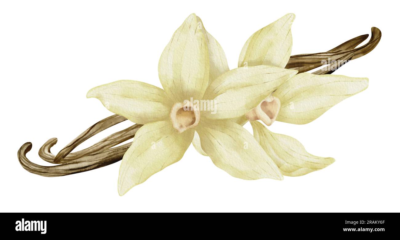 Fleur de vanille avec bâtons. Aquarelle Illustration dessinée à la main de la fleur d'orchidée jaune et des gousses sur fond blanc isolé. Dessin d'épices pour la cuisson ou les huiles aromatiques. esquisse de l'ingrédient de fines herbes. Banque D'Images