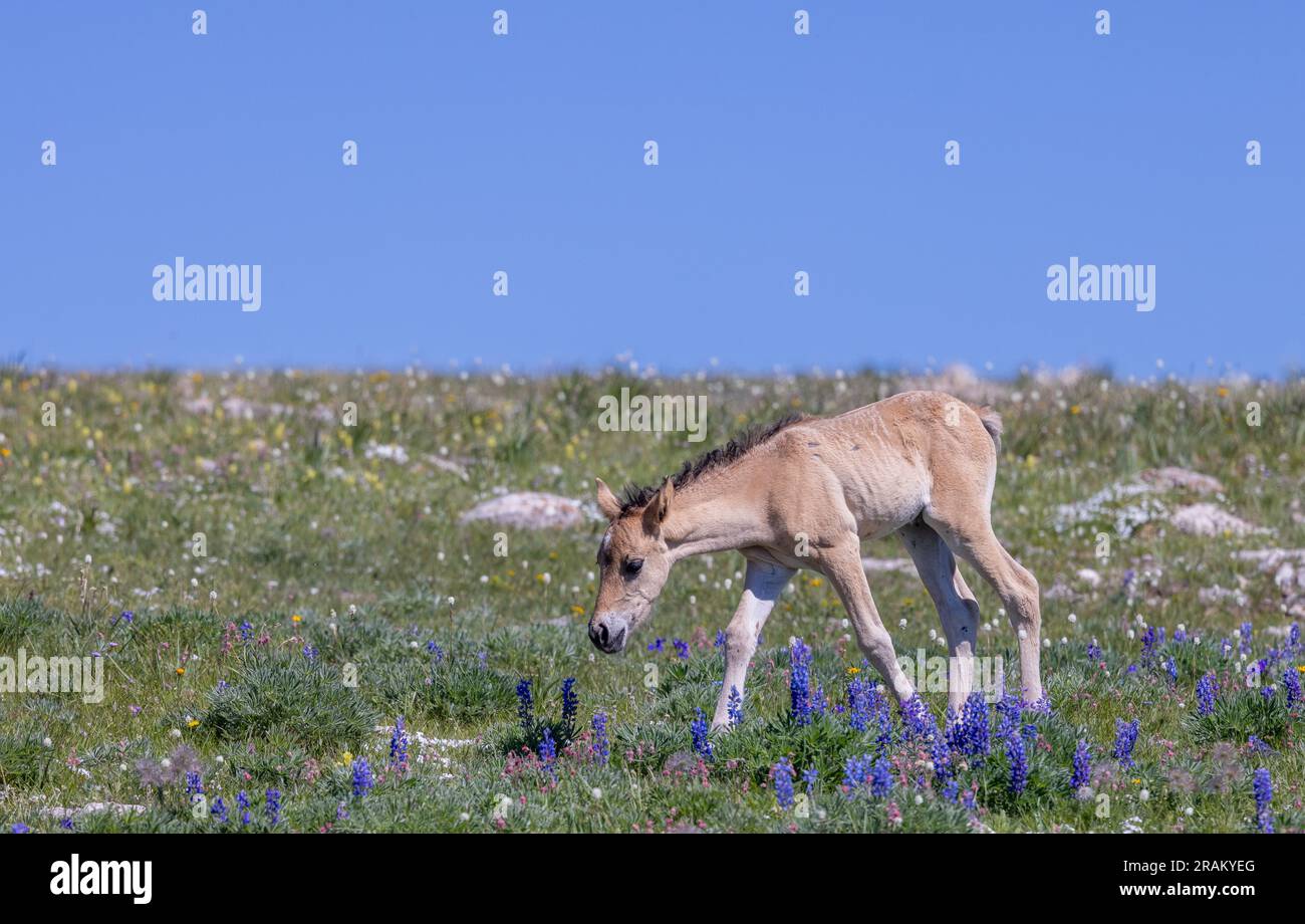 Wild Horse Foal en été dans les montagnes Pryor Montana Banque D'Images