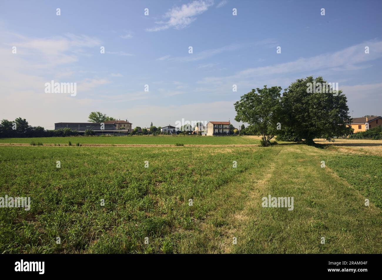 Groupe d'arbres au milieu d'un champ au bord d'un village par une journée d'été ensoleillée dans la campagne italienne Banque D'Images