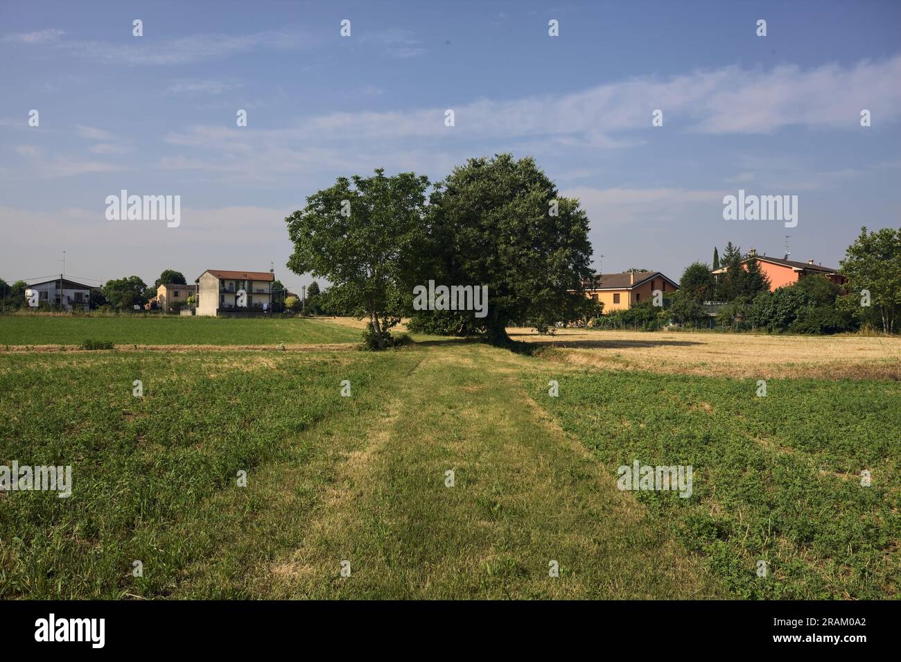 Groupe d'arbres au milieu d'un champ au bord d'un village par une journée d'été ensoleillée dans la campagne italienne Banque D'Images