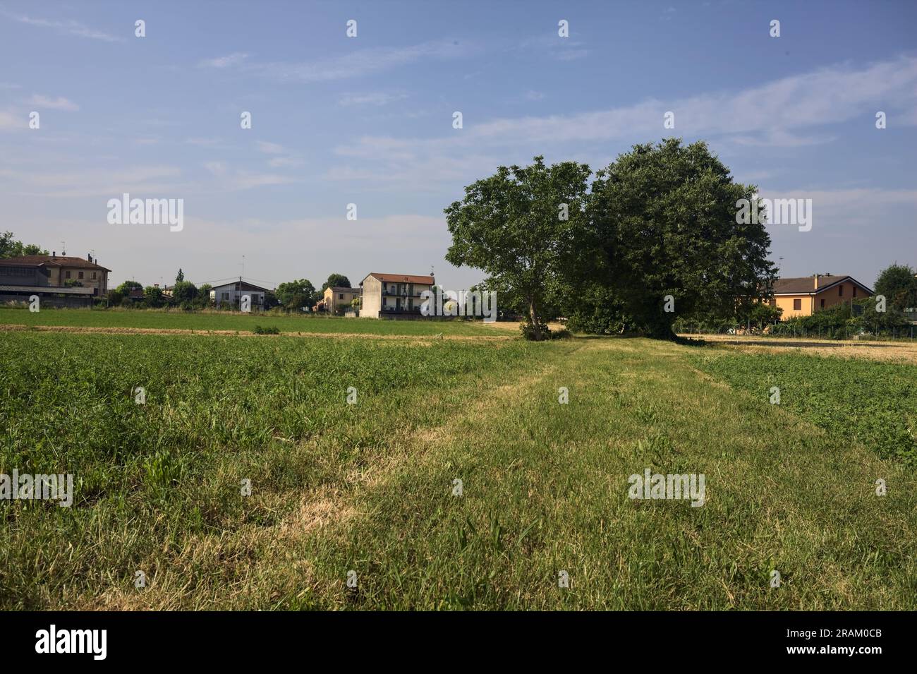 Groupe d'arbres au milieu d'un champ au bord d'un village par une journée d'été ensoleillée dans la campagne italienne Banque D'Images