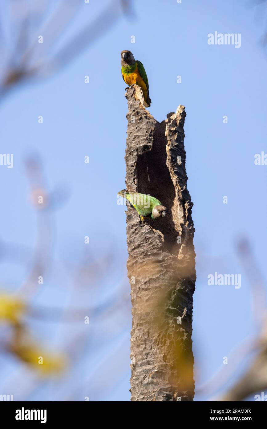Perroquet sénégalais Poicephalus senegalus, adultes perchés au nid dans le palmier, Kubuneh, Brikama, Gambie, mars Banque D'Images