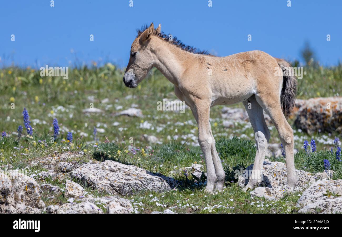 Wild Horse Foal en été dans les montagnes Pryor Montana Banque D'Images