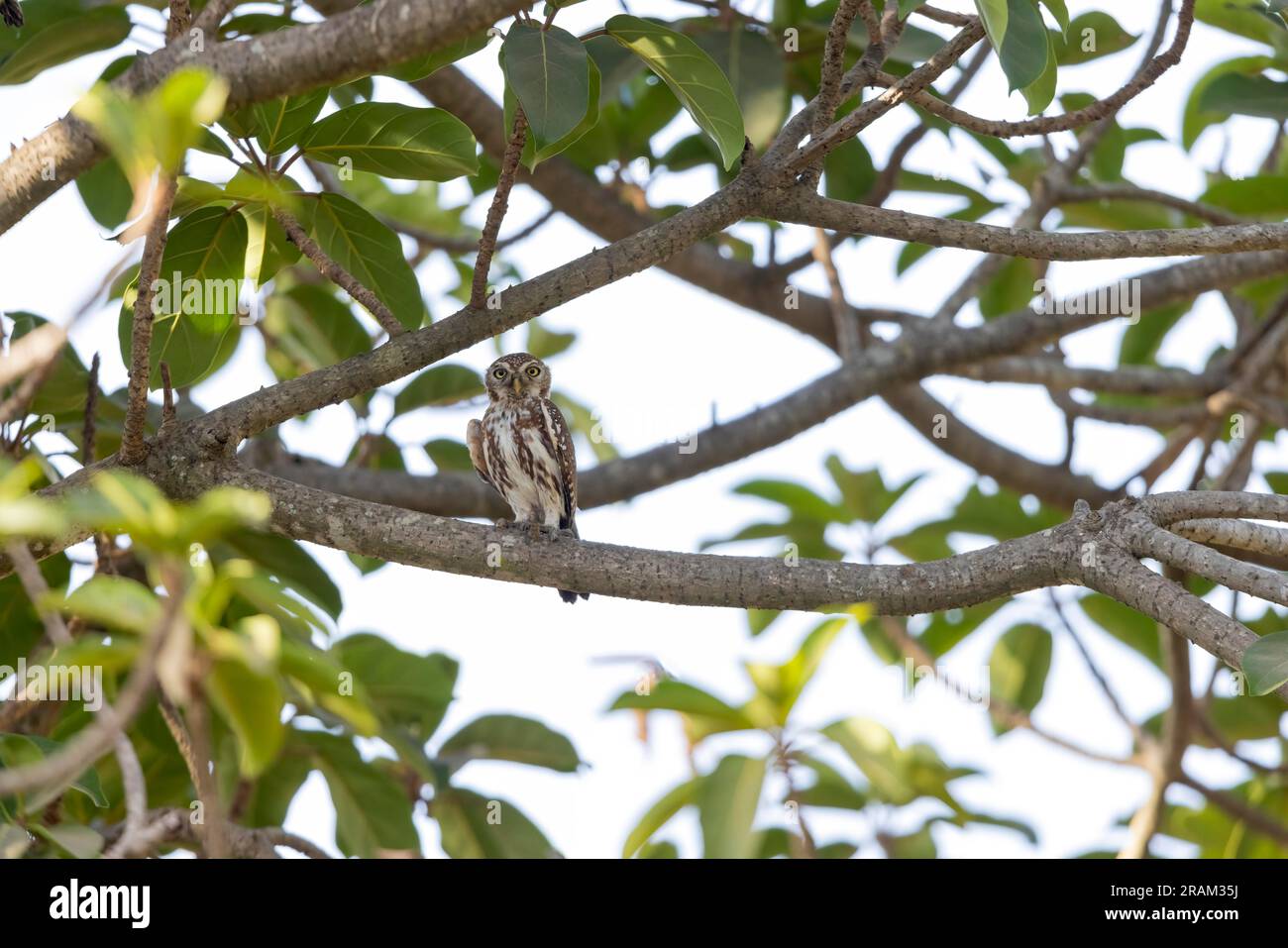 Owlet à pois nacrés Glaucidium perlatum, adulte perchée dans un arbre, Nambikala, Brikama, Gambie, mars Banque D'Images