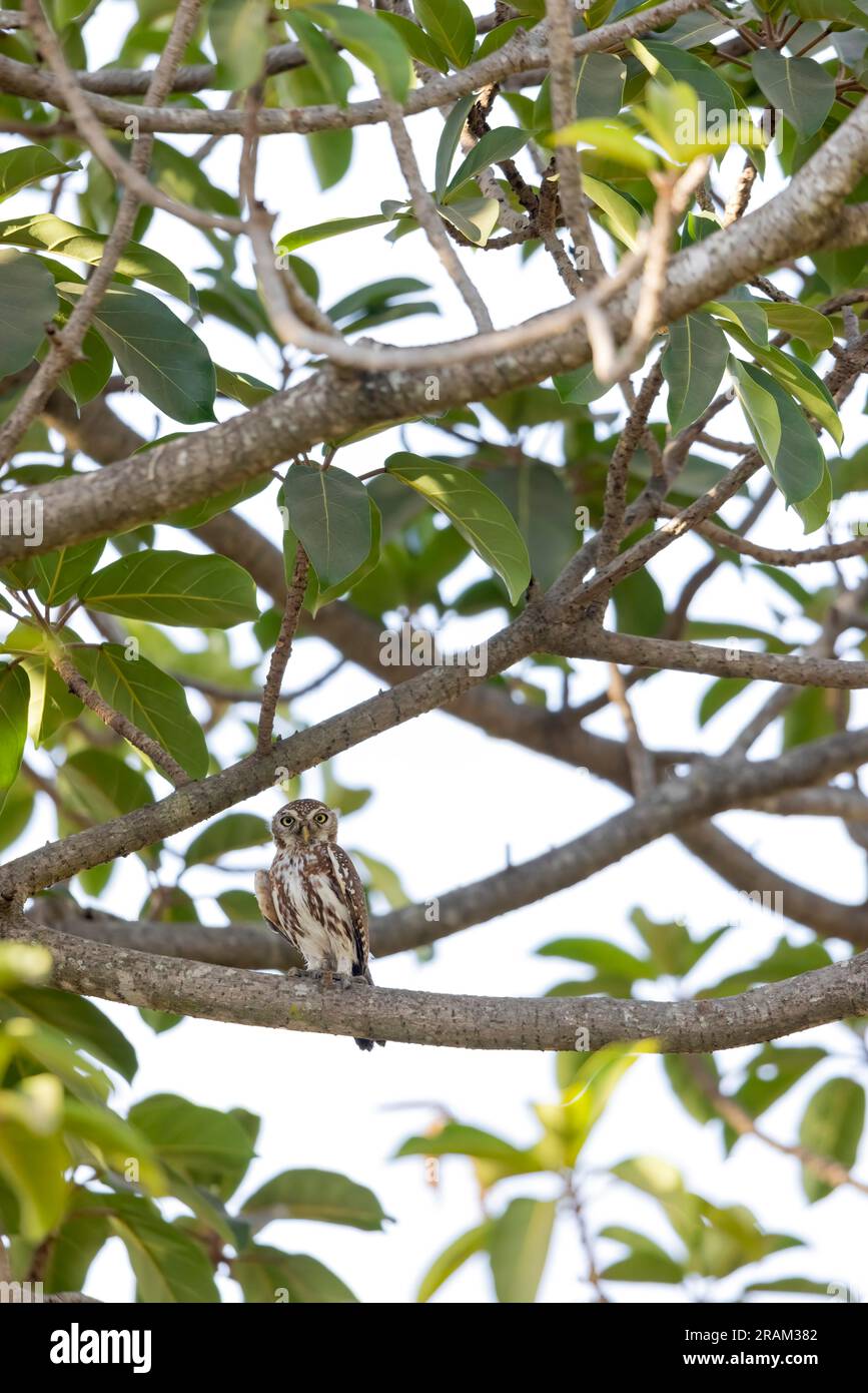 Owlet à pois nacrés Glaucidium perlatum, adulte perchée dans un arbre, Nambikala, Brikama, Gambie, mars Banque D'Images