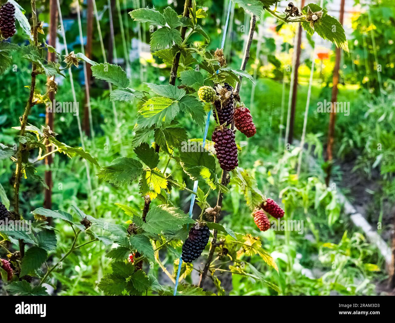 Mûres sur une branche verte. Mûres de mûre. Délicieux mûre noire poussant sur les buissons. Boisson aux fruits rouges. Baie juteuse sur une branche. Banque D'Images