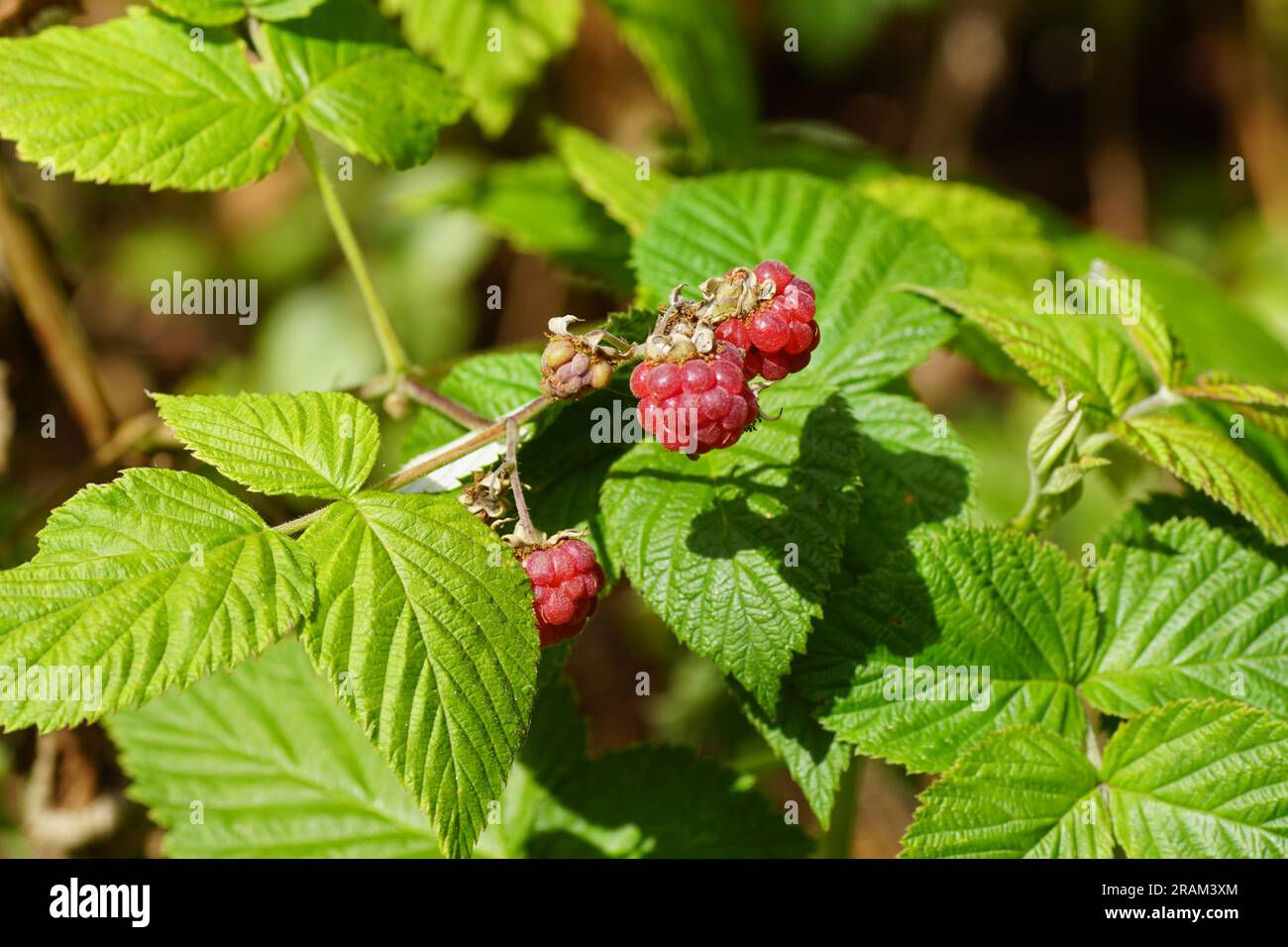 Framboise, Framboisier (Rubus idaeus)