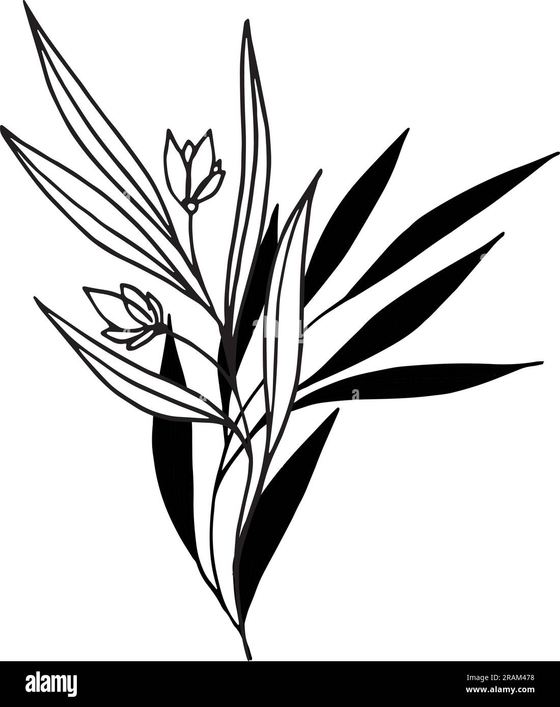 Illustration botanique vectorielle, branche avec feuilles et fleurs, contour et silhouette. Jardin, champ, prairie plantes sauvages récoltées dans la collection de bouquet Illustration de Vecteur