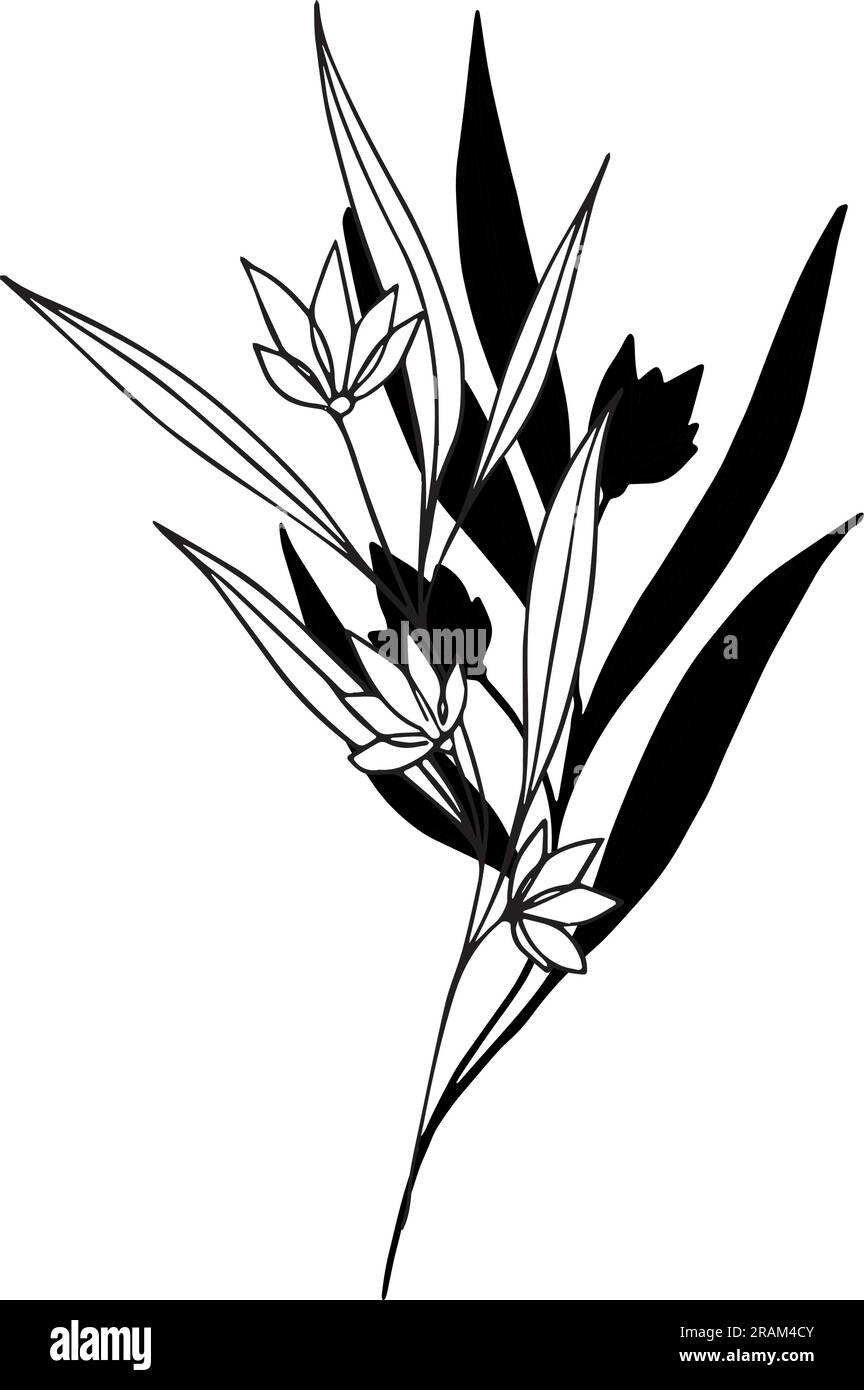 Illustration botanique vectorielle, branche avec feuilles et fleurs, contour et silhouette. Jardin, champ, prairie plantes sauvages récoltées dans la collection de bouquet Illustration de Vecteur